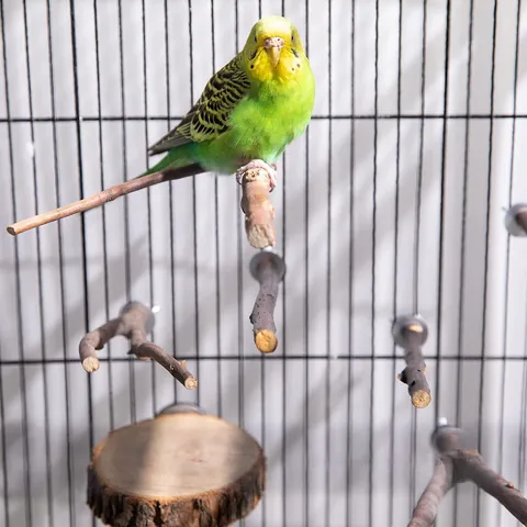 Natuurlijk Houten Vogelperches Set Voor Papegaaien Gevorkte Takken Ronde Platformen Kooi Accessoires Voor Nagel Slijpen Kauwspeelgoed