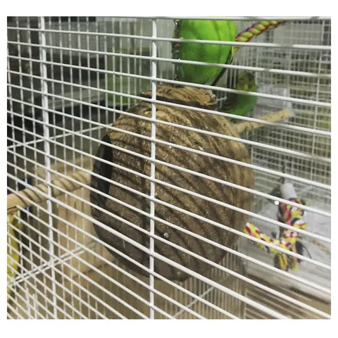 Natürliche Kokosnussschale Vogelnest Hängendes Zuchthaus mit Leiter für Papageien Wellensittiche Umweltfreundliche Kleine Vogelhütte