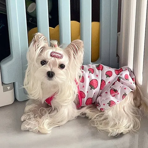 Pet Princess Dress Summer Breathable Fruit Print Ruffle Mesh Puppy Cat Clothes For Small Dogs Teddy Pomeranian Bichon Dress