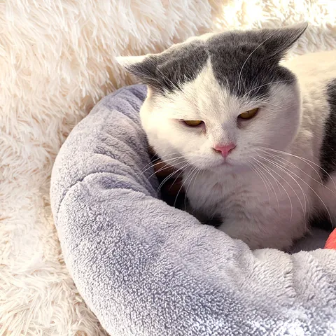 Verdicktes Langflor Plüsch Haustierbett Rund Für Katzen Und Hunde Tiefschlaf Warm Waschbar Donut Hundebett Katzennest Rutschfest Haustierbedarf