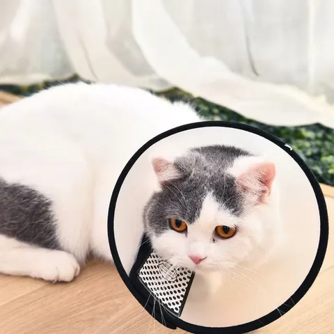 Collare Elisabettiano Regolabile per Animali Domestici Gatti Cani Anti-Morso Anti-Leccamento Protezione Post-Operatoria Bordo Morbido