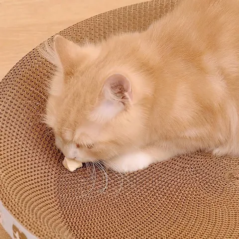 Lettino Tira-graffi per Gatti a Forma di Ciotola Rotonda in Carta Ondulata ad Alta Densità Giocattolo per Gatti Resistente