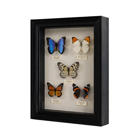 3D Shadow Box Marco Hueco Estereoscópico Estuche de Exhibición de Especímenes con Vidrio Real para Mariposas Flores MDF Negro