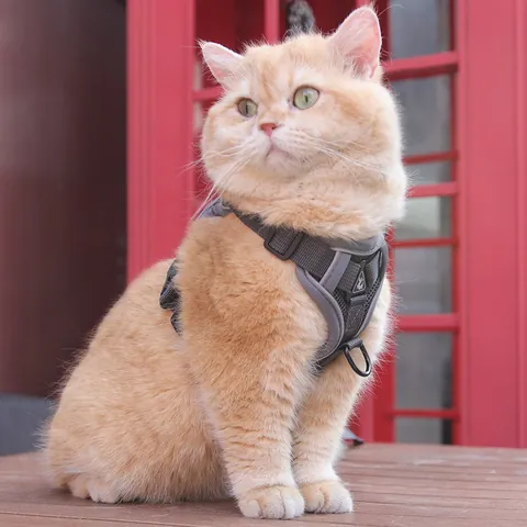 Reflektierendes Ausbruchsicheres Katzengeschirr Und Leine Atmungsaktives Mesh Haustierweste Verstellbares Softgeschirr Kleine Hunde Katzen