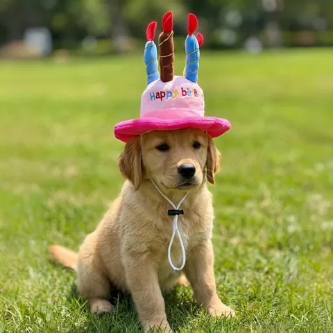 Adjustable Pet Birthday Cake Hat Plush Toy For Dogs Cats Birthday Party Costume Headwear Happy Birthday Embroidery Blue Pink