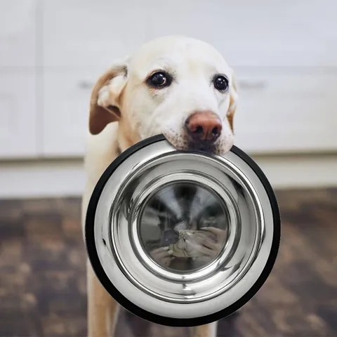 Ciotola per Cani in Acciaio Inossidabile Ispessito Con Base in Gomma Antiscivolo Alimentatore per Animali in Metallo Lucidato per Gatti Cani Grandi