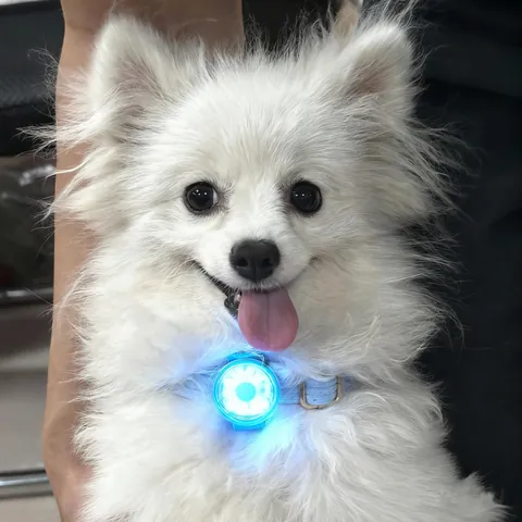 LED Haustier Sicherheit Anhänger USB Wiederaufladbar Hund Licht Anti-Verlust Sichtbarkeit Nacht Wasserdicht Leuchtend