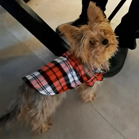 Summer Breathable Plaid Pet Shirt Polyester Casual Dog Clothes For Small Dogs Cats Puppy Teddy Corgi Classic Pet Apparel