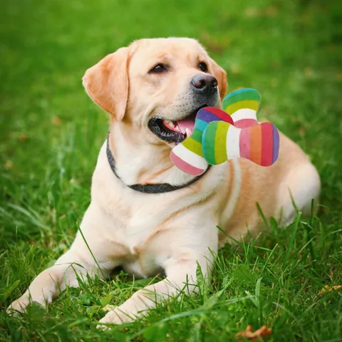 Regenbogen Gestreiftes Quietschendes Plüsch Haustierspielzeug Weiche Knochenform Interaktives Kauspielzeug Für Hunde Katzen