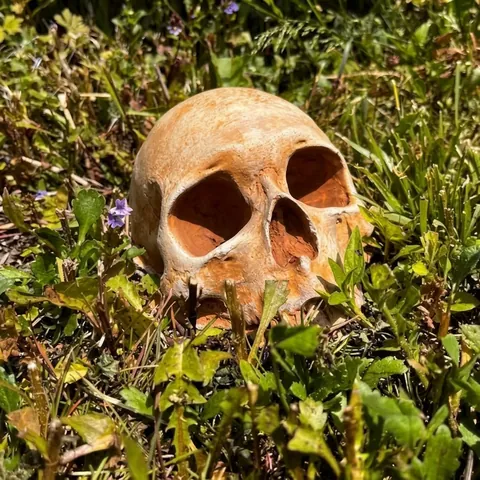 Halloween Garten Totenkopf Dekoration Realistisches Harz Skelett Kopf Ornament Antike Knochenfarbe Outdoor Horror Rasen Statue