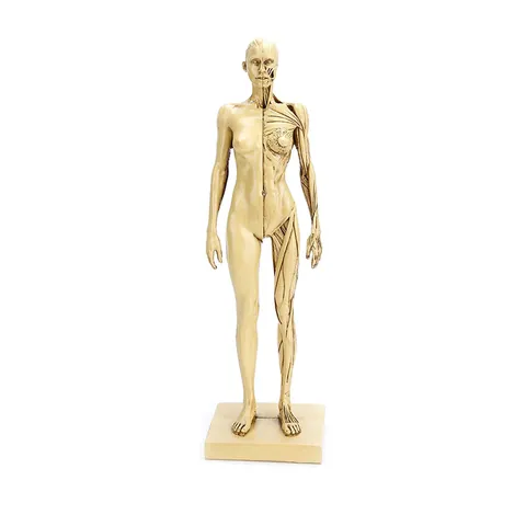 Female Anatomical Human Body Muscle Bone Structure Model For Art Painting Sculpture CG Teaching Reference Resin Drawing Tool