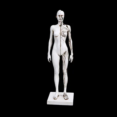 Artiest Vrouwelijk Anatomiemodel Gespierde Skeletstructuur Figuur Witte Hars Bureaufiguur Voor Tekenen CG Sculptuur Onderwijs 30cm