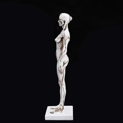 Artiest Vrouwelijk Anatomiemodel Gespierde Skeletstructuur Figuur Witte Hars Bureaufiguur Voor Tekenen CG Sculptuur Onderwijs 30cm