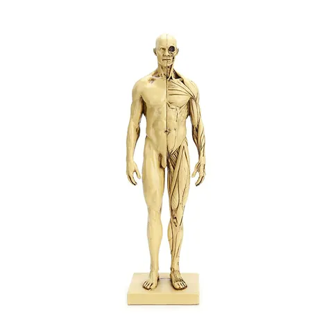 Hars Menselijke Anatomie Model Spier Skelet Structuur Artistiek Referentiemodel Voor Tekenen Sculptuur CG Onderwijs Referentie