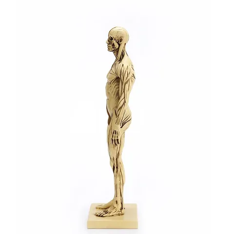Hars Menselijke Anatomie Model Spier Skelet Structuur Artistiek Referentiemodel Voor Tekenen Sculptuur CG Onderwijs Referentie