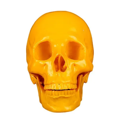 Realistic Resin Human Skull Model Halloween Party Bar Decoration Ornament Medical Teaching Simulation Skull Figurine