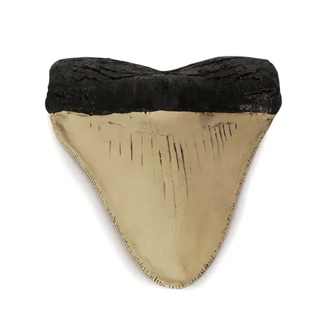 Replica Fossile di Dente di Squalo Megalodonte Retro Ornamento in Resina Decorazione da Tavolo Casa Ufficio Artigianato