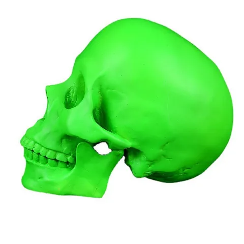 Medisch Menselijk Schedelmodel Anatomisch Skelet Leerkop Fluorescerend Groen Halloween Wetenschap Onderwijs Ornament