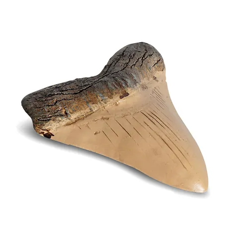 Realistic Megalodon Shark Tooth Fossil Resin Replica Retro Decorative Figurine Simulation Shark Tooth Statue For Home Office Desk Ornament