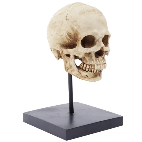 Statue Modèle de Crâne Humain en Résine Réaliste Décoration d'Halloween Avec Support Métallique Tête de Squelette Horreur