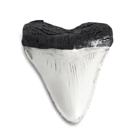 Replica di Fossile di Dente di Squalo Megalodonte in Resina Vintage Ornamento per la Casa Statua da Collezione Regalo