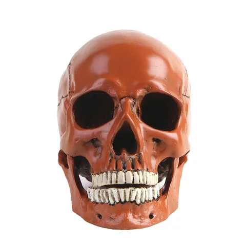 Realistic 1:1 Scale Resin Human Skull Model Anatomical Skeleton Head Statue Figurine For Halloween Easter Home Decor Sculpture