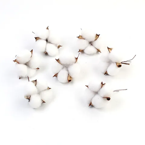 Têtes de Fleurs de Coton Séchées Naturelles Artisanat DIY Décoration de Maison Accessoires de Photographie Avec Tiges en Fil de Fer