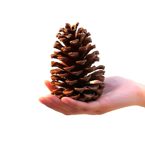 Natural Pine Cones Christmas Decoration DIY Crafts Materials Rustic Home Decor Photography Props Pinecones Ornament