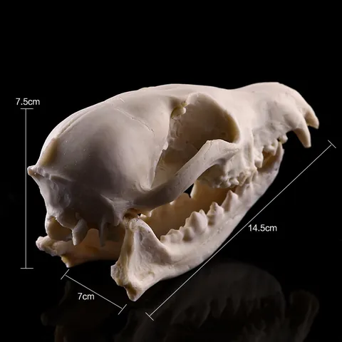 1:1 Simulation Wild Fox Skull Model Realistic Resin Animal Skeleton Head Statue For Halloween Decor Home Ornament Educational Prop