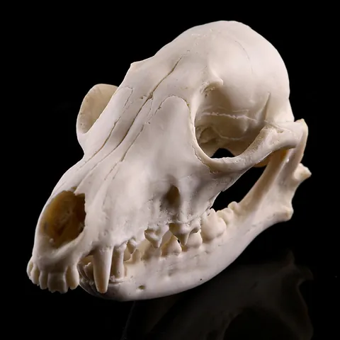 1:1 Simulation Wild Fox Skull Model Realistic Resin Animal Skeleton Head Statue For Halloween Decor Home Ornament Educational Prop