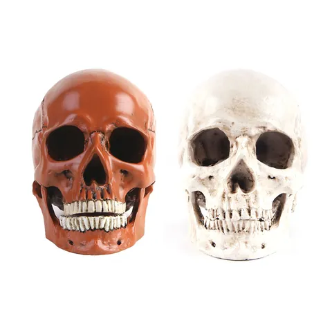 Realistic 1:1 Scale Resin Human Skull Model Anatomical Skeleton Head Statue Figurine For Halloween Easter Home Decor Sculpture