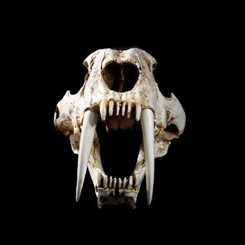 Realistic Saber-Toothed Tiger Skull Resin Model Replica Fossil Animal Bone Specimen For Halloween Decor Zoo Museum Display