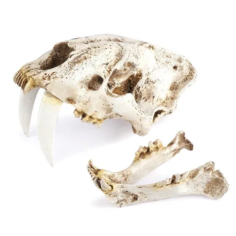 Realistic Saber-Toothed Tiger Skull Resin Model Replica Fossil Animal Bone Specimen For Halloween Decor Zoo Museum Display