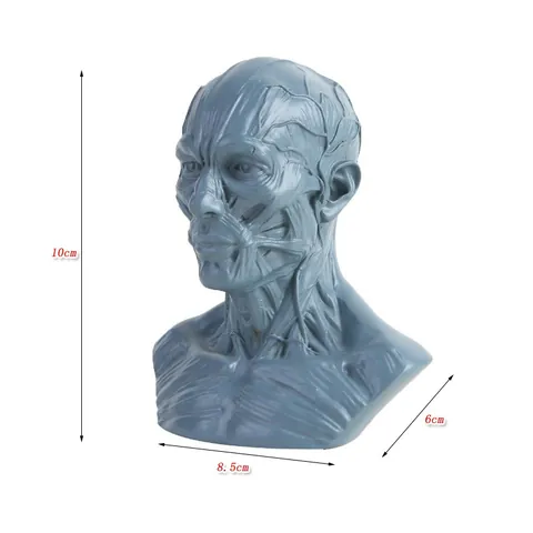 Professional Human Muscle Anatomy Model Resin Head Neck Bust Statue For Medical Teaching Art Sketch Reference Desktop Decor