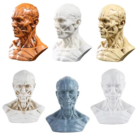 Professional Human Muscle Anatomy Model Resin Head Neck Bust Statue For Medical Teaching Art Sketch Reference Desktop Decor