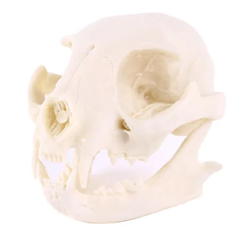 1:1 Scale Wild Cat Skull Resin Simulation Model Realistic Animal Bone Skeleton For Halloween Home Decor Teaching Specimen Art Collection