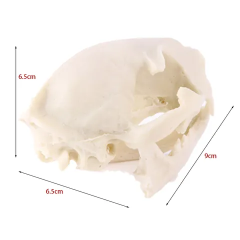 1:1 Scale Wild Cat Skull Resin Simulation Model Realistic Animal Bone Skeleton For Halloween Home Decor Teaching Specimen Art Collection