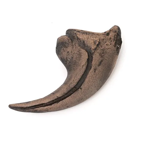 Velociraptor Claw Fossil Resin Replica Realistic Dinosaur Toe Bone Specimen Halloween Decor Scientific Educational Prop