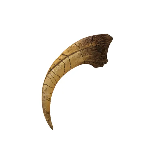 Realistic Resin Monolophosaurus Dinosaur Claw Skeleton Fossil Model Halloween Prank Prop Home Desk Decoration Ornament