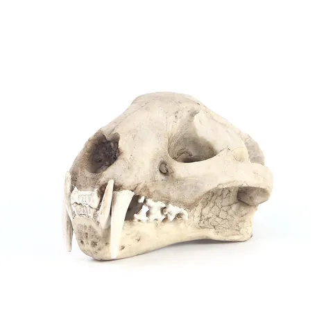 Modelo Realista de Cráneo de Pantera Nebulosa Esqueleto de Animal de Resina Decoración Halloween Adorno de Escritorio Hogar