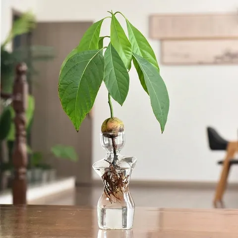 Minimalist Human Body Art Torso Glass Vase Transparent High Borosilicate Hydroponic Vase for Avocado Seeds Desktop Decorative Vases