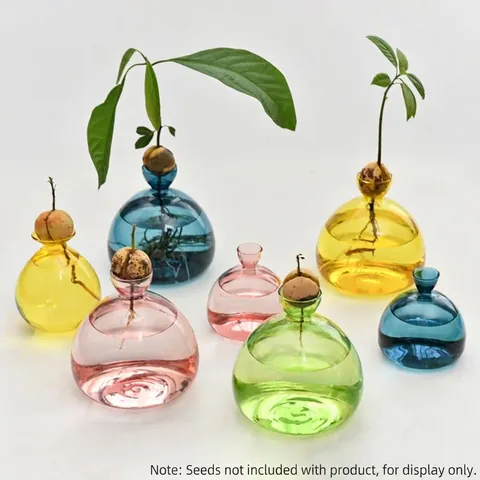 Japanese Style Avocado Hydroponic Borosilicate Glass Vase Transparent Color Plant Seed Starter Growing Container Home Decor