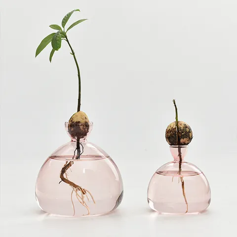 Japanese Style Avocado Hydroponic Borosilicate Glass Vase Transparent Color Plant Seed Starter Growing Container Home Decor