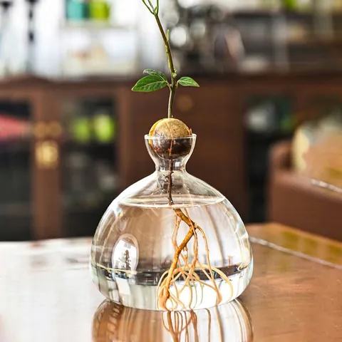 Japanese Minimalist Avocado Hydroponic Glass Vase For Seed Starting Sprouting Transparent Decorative Vase For Home Decor