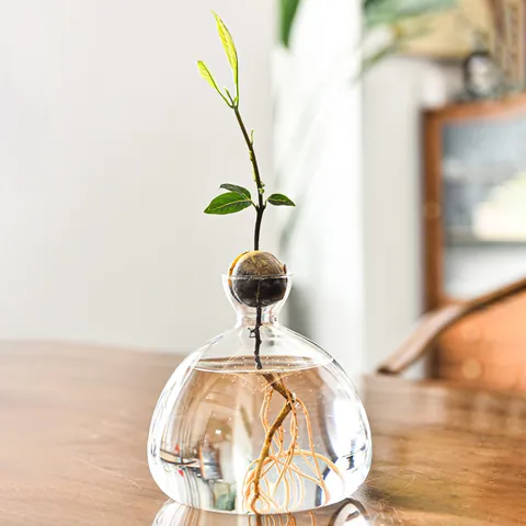 Japanese Minimalist Avocado Hydroponic Glass Vase For Seed Starting Sprouting Transparent Decorative Vase For Home Decor
