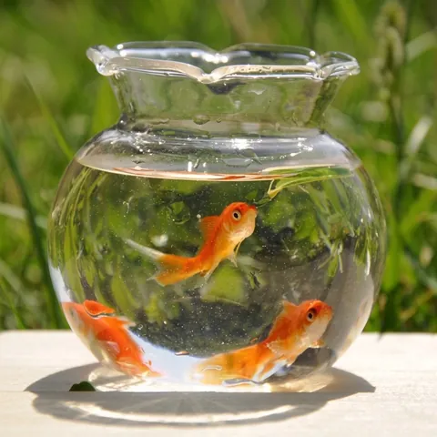 Mini Transparentes Borosilikatglas Aquarium Kleine Goldfischschale Hydroponische Pflanze Vase Schreibtisch Deko Ornament