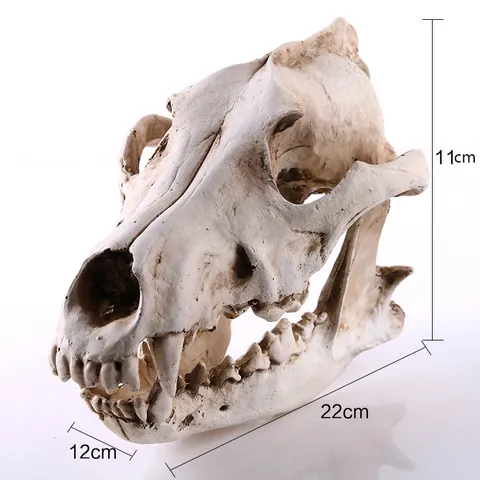 Résine Modèle Crâne D'animal Squelette De Loup Figurine Cadeau D'halloween Décoration D'intérieur