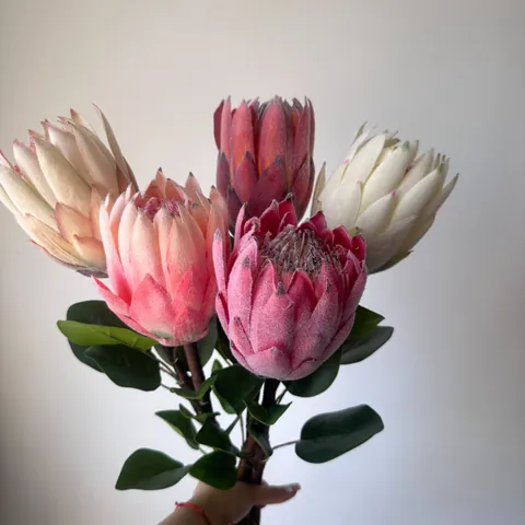 Flor de Seda Protea Rey Artificial Flocada de Alta Gama para Decoración del Hogar de Lujo Hotel Boda Arreglo