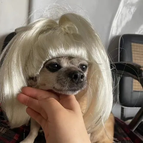 Divertida Peluca de Coleta para Mascotas para Perros Rubia Pelo Sintético Disfraz Halloween Peluca para Perros Con Cordón Elástico Ajustable