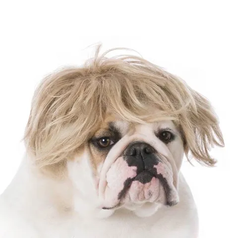 Peluca Divertida para Mascotas Perros Gatos Dorado Fibra Sintética Cosplay Pelo Largo Rizado Lacio Accesorios de Disfraz de Halloween para Bulldog Francés
